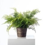 Lace Fern Faux Plant Everyday Spring Arrangement in Woven Basket