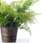 Lace Fern Faux Plant Everyday Spring Arrangement in Woven Basket - Image 2