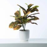 Rainbow Croton Faux Houseplant in White Concrete Planter