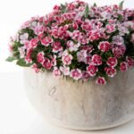 Real Touch White & Pink Mini Dianthus Wild Flowers in Natural Wood Bowl Faux Flower Spring Summer Centerpiece Arrangement - Image 2
