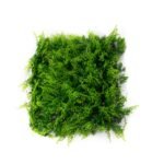 Faux Mediterranean Fern Greenery Square Wall Panel Everyday Arrangement