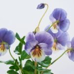 Lifelike Pansy Faux Floral Arrangement Houseplant in Galvanized Metal Tin - 5 Colors - Image 5