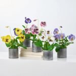 Lifelike Pansy Faux Floral Arrangement Houseplant in Galvanized Metal Tin - 5 Colors - Image 17