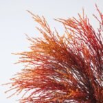 Fiery Pampas Plumes - Orange Yellow Ombre Fountain Grass In Black White Column Vase - Image 2