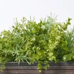 All Seasons Mixed Boxwood Eucalyptus Greenery Everyday Window Planter Box Arrangement - Available In 3 Sizes - Image 5