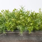 All Seasons Mixed Boxwood Eucalyptus Greenery Everyday Window Planter Box Arrangement - Available In 3 Sizes - Image 7