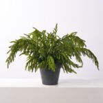 Small Real Touch Norfolk Pine Planter Outdoor Winter Urn Filler Arrangement
