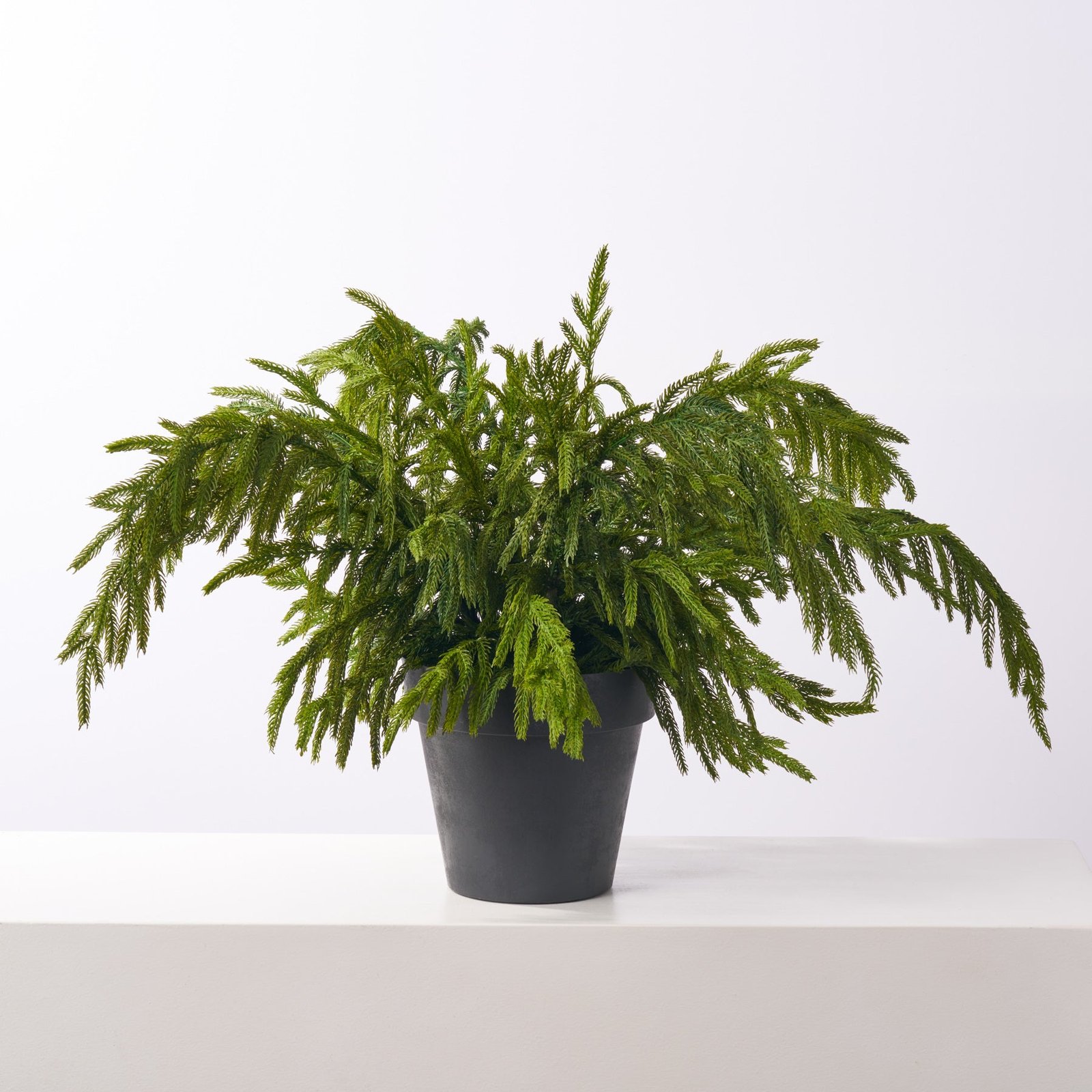 AR1784SmallRealTouchNorfolkPinePlanterOutdoorWinterUrnFillerArrangement_1 Small Real Touch Norfolk Pine Planter Outdoor Winter Urn Filler Arrangement - Image 1