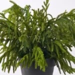 Small Real Touch Norfolk Pine Planter Outdoor Winter Urn Filler Arrangement - Image 2