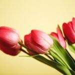 Real Touch Tulip Spring Floral Arrangement in Glass Rectangle Vase - 5 Color Options Available - Image 3
