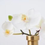 White Orchid Blooms in Rimmed Bottle Vase Water Illusion Arrangement - Image 2