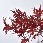Lifelike Red Japanese Maple Branches in Modern Flat Rectangle Vase Fall Everyday Water Illusion Arrangement - Image 2