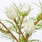 Mini White Protea Buds & Blooms in Small Clear Bottle Vase Everyday Spring Water Illusion Arrangement - Image 2