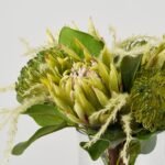 Protea Paradise - Lifelike Green King & Pincushion Proteas in Rounded Footed Vase Everyday Centerpiece Water Illusion Arrangement - Image 2