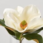 Real Touch Large Magnolia Bloom in Small Round Footed Vase Everyday Single Stem Water Illusion Arrangement - Image 2