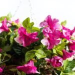 Cascading Magenta Petunia Artificial Plant in Round Rattan Hanging Basket - Image 2