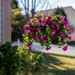 Cascading Magenta Petunia Artificial Plant in Round Rattan Hanging Basket - Image 3