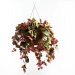 Red & Green Pothos Vine Artificial Plant in Round Grapevine Hanging Basket - Image 3