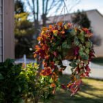 Red & Green Pothos Vine Artificial Plant in Round Grapevine Hanging Basket