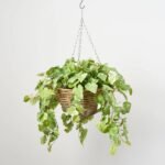 All Seasons Bright Green Pothos Leaf Hanging Basket Everyday Faux Greenery