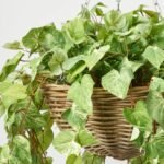 All Seasons Bright Green Pothos Leaf Hanging Basket Everyday Faux Greenery - Image 2