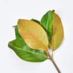 Real Touch Classic Magnolia Leaf Pick Stem - 14 - Image 3