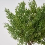 Seeding Juniper Berry Bundle of 3 Stems Faux Winter Greenery Spray  - 16 - Image 2
