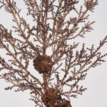 Copper Cedar & Bronze Metallic Pinecone Branch Spray - 32 - Image 2
