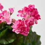 Pink UV Treated Natural Touch Geranium Faux Floral Bush Stem Spray -17 - Image 2