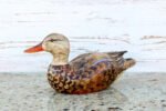 Hand Carved Blue Winged Teal Premier Hen Decorative Wooden Duck Decoy - Image 6