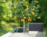 Meyer Lemon Tree Branches in Illusion Water Everyday Spring Arrangement in Tall Glass Vase - Image 2