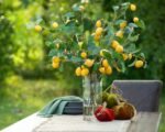Meyer Lemon Tree Branches in Illusion Water Everyday Spring Arrangement in Tall Glass Vase - Image 3