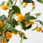 Meyer Lemon Tree Branches in Illusion Water Everyday Spring Arrangement in Tall Glass Vase - Image 4