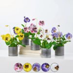 Lifelike Pansy Faux Floral Arrangement Houseplant in Galvanized Metal Tin - 5 Colors