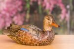 Hand Carved Blue Winged Teal Premier Hen Decorative Wooden Duck Decoy