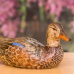Hand Carved Blue Winged Teal Premier Hen Decorative Wooden Duck Decoy