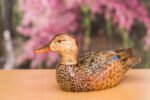 Hand Carved Blue Winged Teal Premier Hen Decorative Wooden Duck Decoy - Image 3