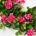 Pink Paradise - Bright Pink Hanging Geranium with French Begonia Leaf & Seeded Eucalyptus Everyday Spring Summer Front Door Wreath - Image 2